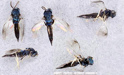 Cecidostiba jucundus
